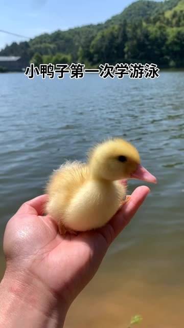 超级鸭子下载苹果版苹果手机助手app下载安装