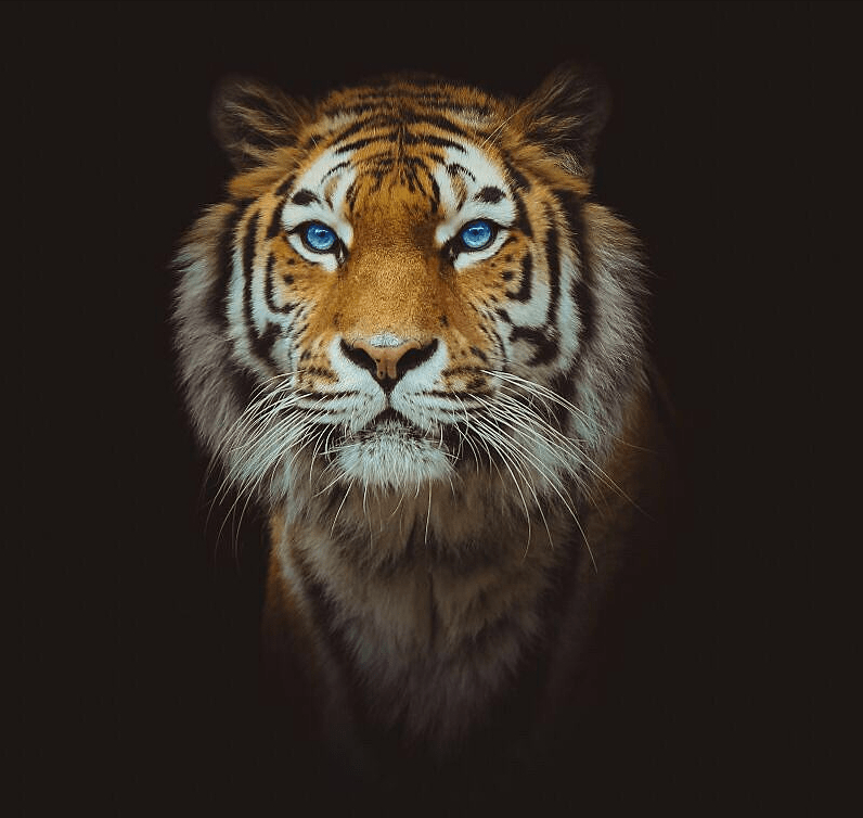 猛虎客户端黄180猛虎火龙传奇